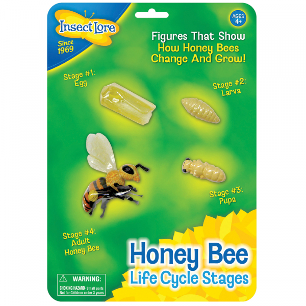 Honey Bee Life Cycle Stages